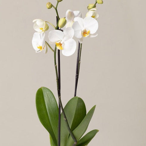 Butterfly Orchid Pearl Stud Earrings - Sterling Silver / Gold Vermeil